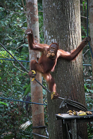 Orang Utan